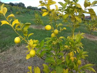 Buy lemons directly from the manufacturer