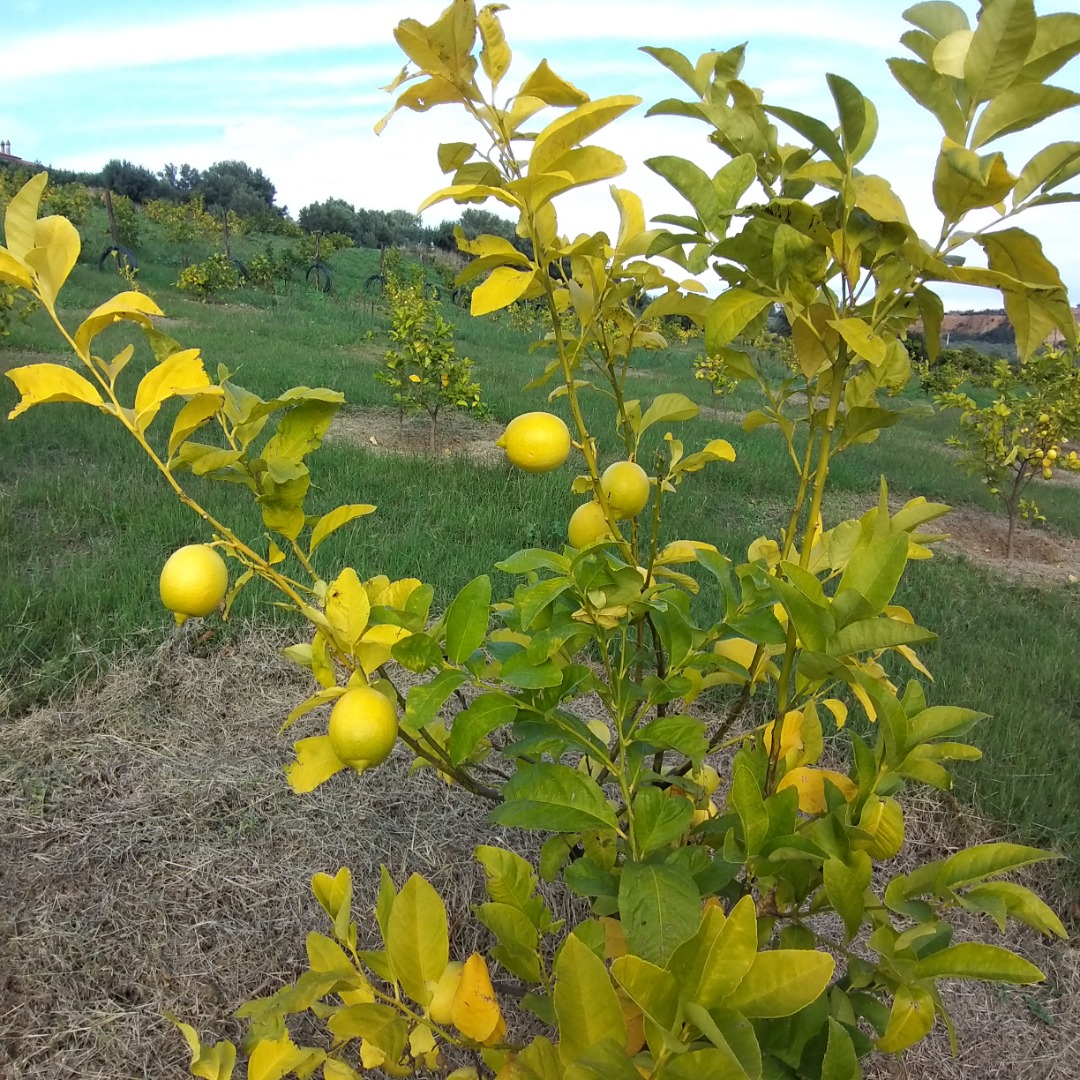 Buy lemons directly from the manufacturer
