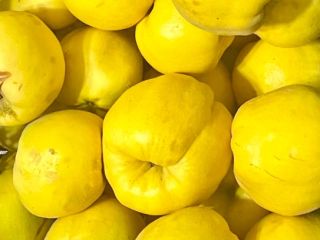 GOLDEN QUINCE