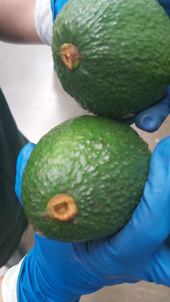 Moroccan avocado hass high quality for sell