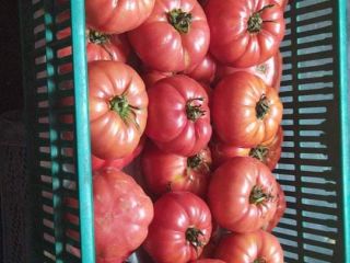 I will sell raspberry and flat Grudziadz tomatoes