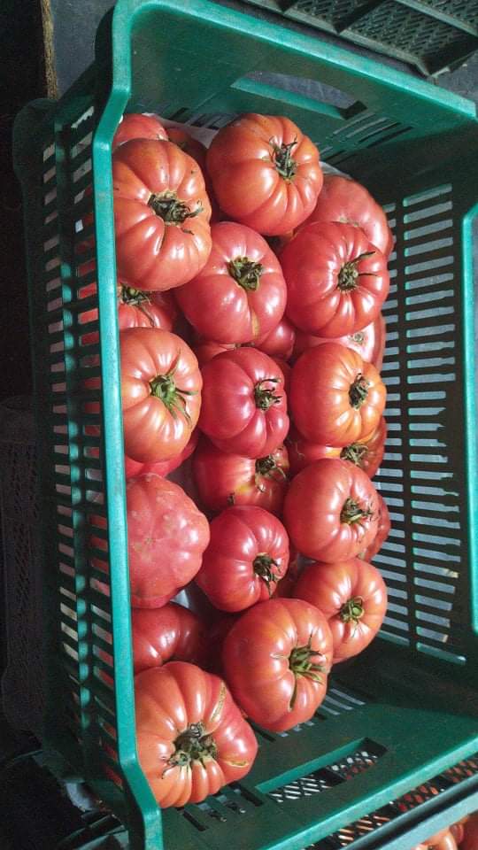 I will sell raspberry and flat Grudziadz tomatoes