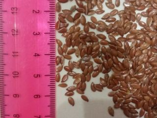 Flaxseed for food use and industrial processing (brown flaxseed