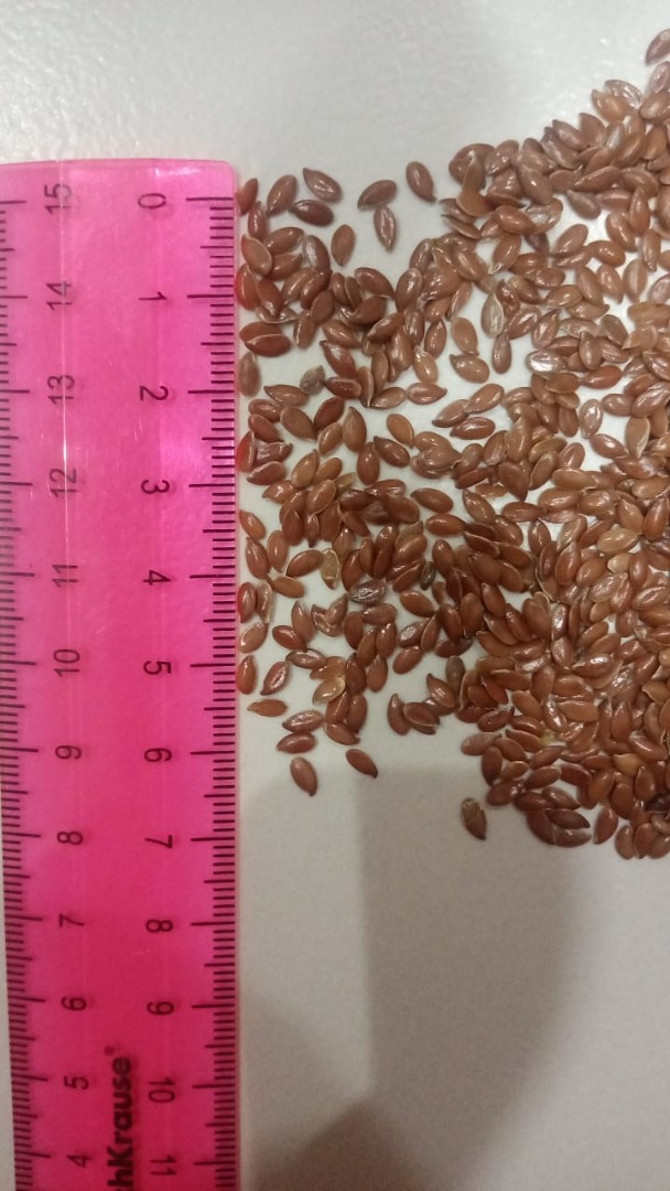 Flaxseed for food use and industrial processing (brown flaxseed and gold flaxseed) Seed quality: - Purity: 99%; - water content: maximum 8%; - without GMOs