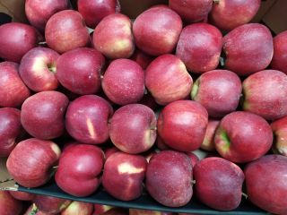 I sell apples of various varieties from Poland directly
