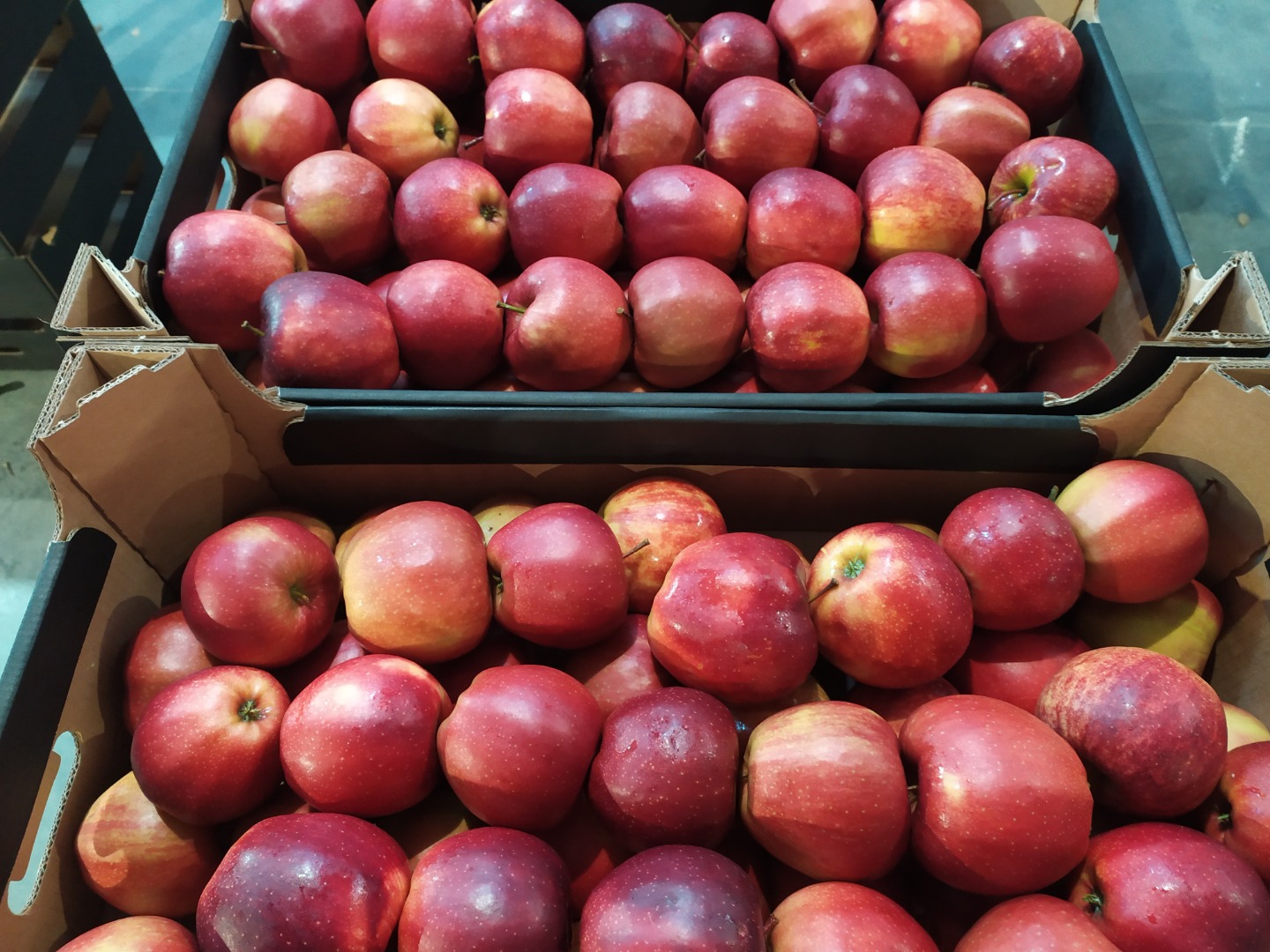I will sell apples from Poland in large quantities