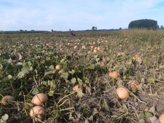 Edible pumpkin, Otylia variety. I will sell for fodder.