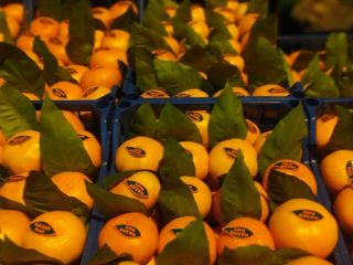 Sale of Satsuma mandarins, FCA price, minimum order -
