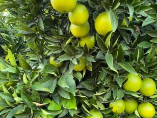 I have 100 tons of lemons from Turkey, price