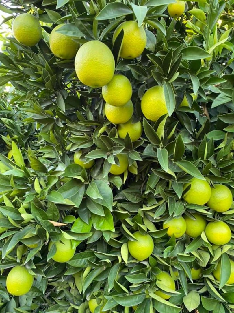 I have 100 tons of lemons from Turkey, price negotiable, variety Enterdonat Mayer If you are interested, write or call seven two zero seven one seven six six