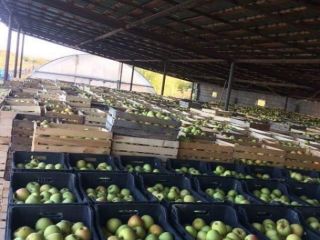 Apples that beats The apple of Eden itself!
