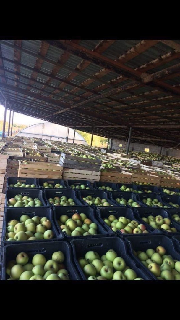 Apples that beats The apple of Eden itself!
