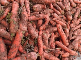 Large caliber carrot, without damage, packed in a big