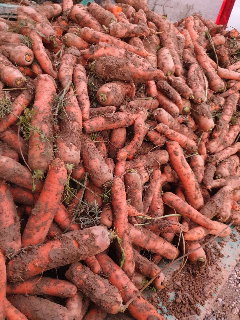 Large caliber carrot, without damage, packed in a big bag