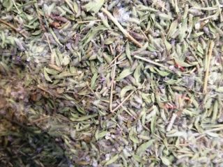 Thyme 100% natural Wholesale sales in- high volume