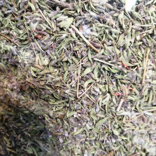 Thyme 100% natural Wholesale sales in- high volume