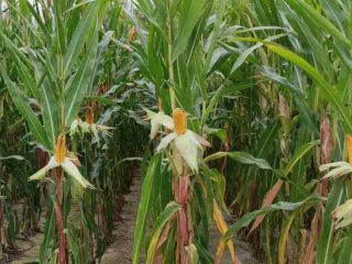 Siliciana - a very early variety of corn suitable