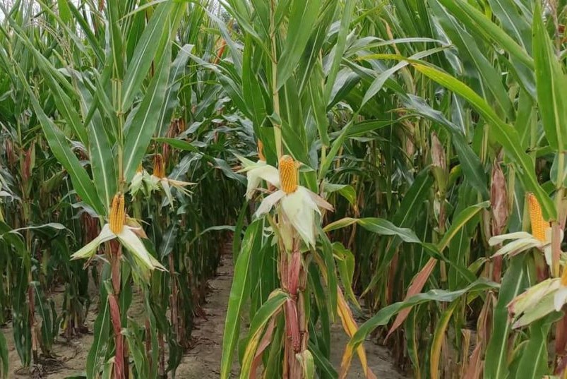 Siliciana - a very early variety of corn suitable for cultivation for silage or grain in colder regions of the country