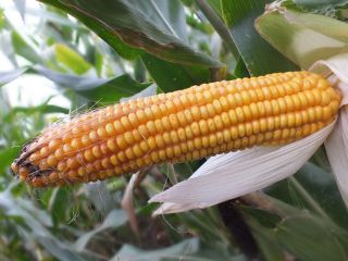 Cebir-maize CEBIR is already a well-proven variety with a