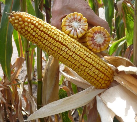 Celong - plants of this variety are not too tall, but very well-leaved with a powerful cob