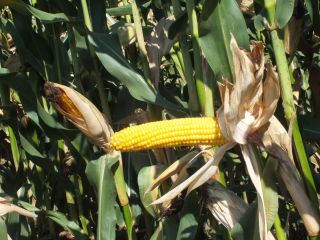 Bringa variety of maize Bringa, thanks to a high