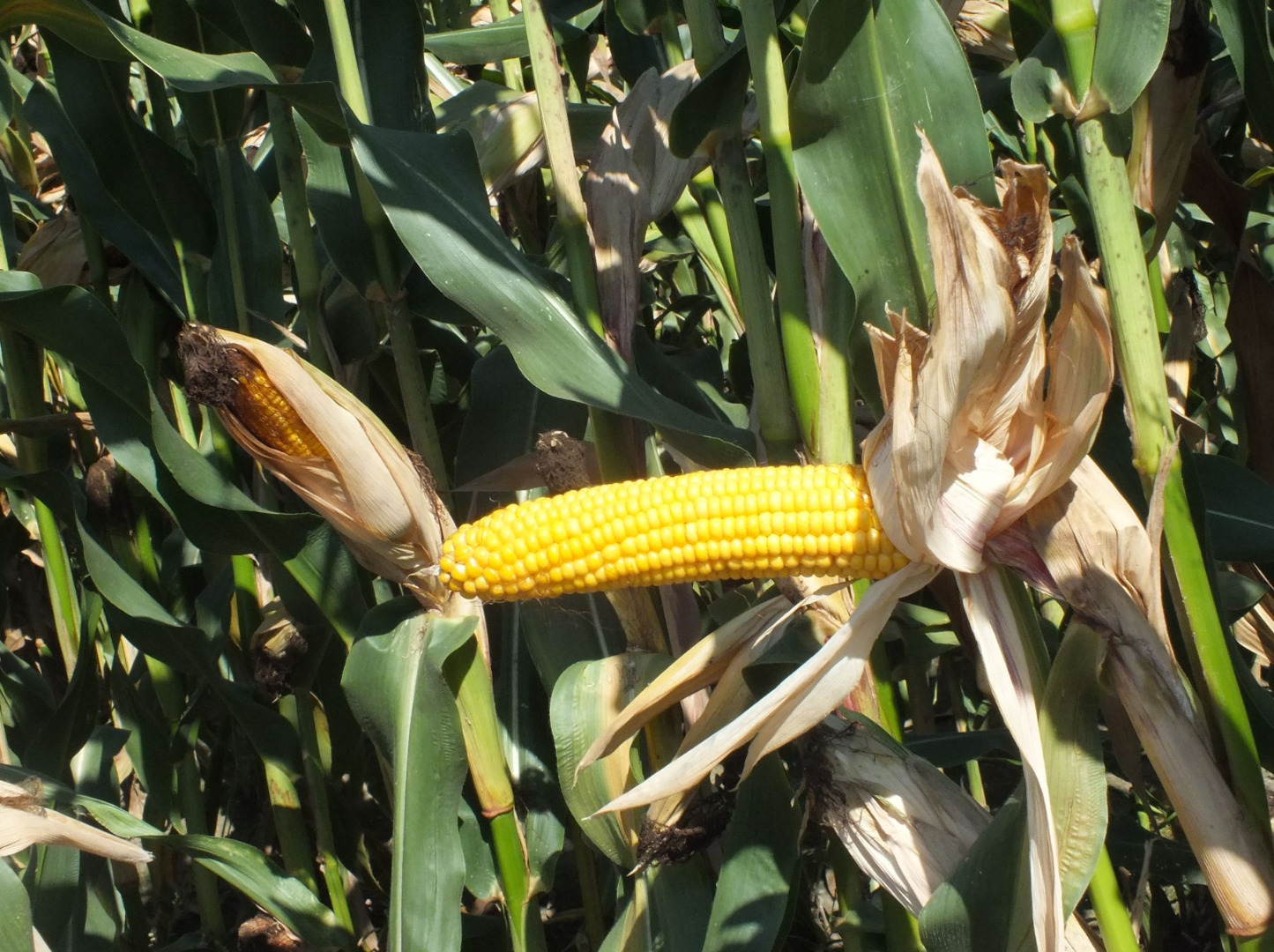 Bringa variety of maize Bringa, thanks to a high and stable grain yield, is suitable for universal use