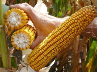 Cegrand- universal medium late hybrid for silage and biogas