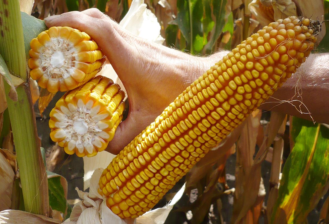 Cegrand- universal medium late hybrid for silage and biogas cultivation in the sugar beet cultivation region and for grain in warmer regions of Poland