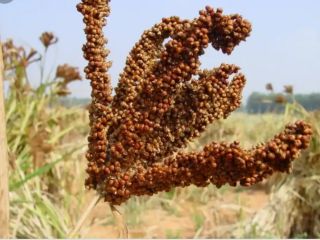 Finger millet measured in tons