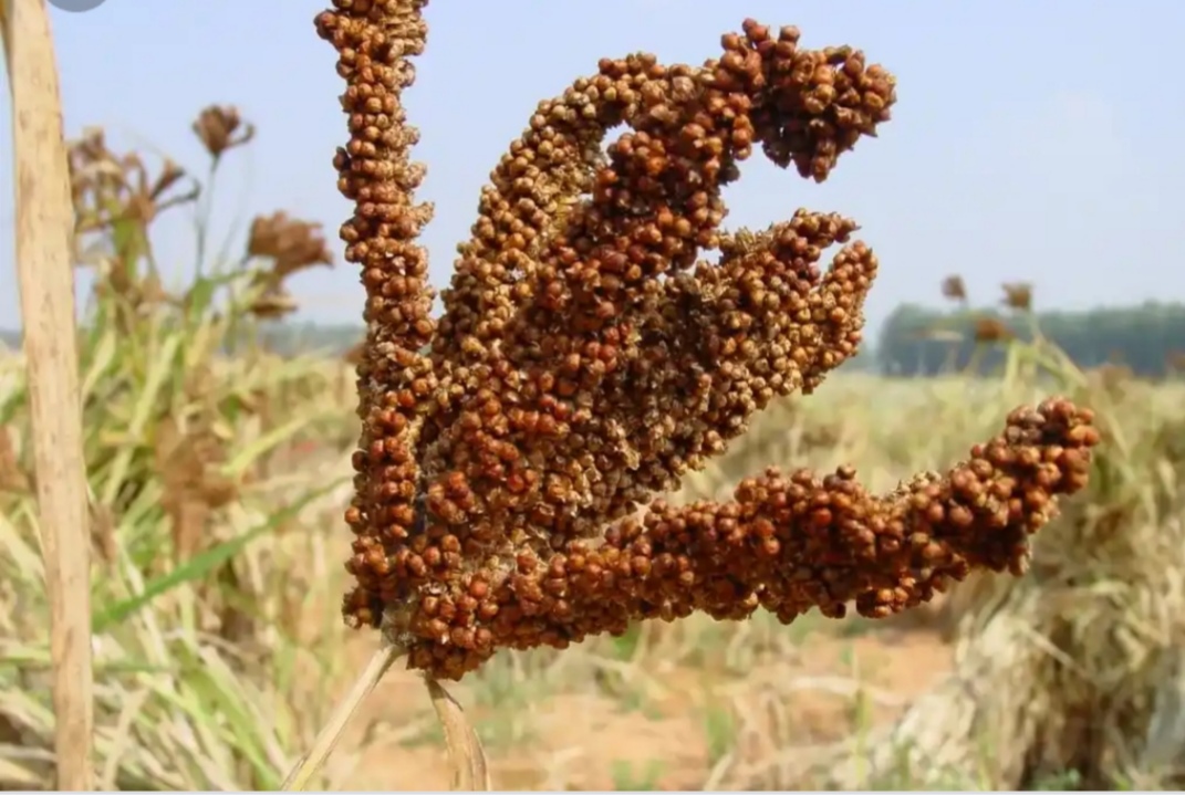 Finger millet measured in tons