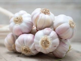Fresh or dried garlic