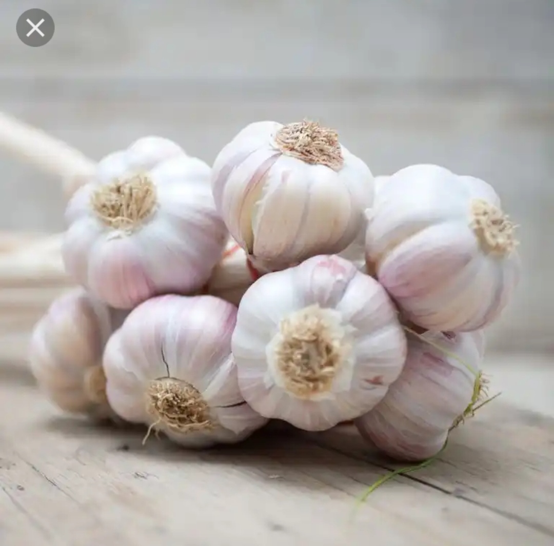 Fresh or dried garlic
