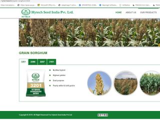 Ziarna białego sorgo 1000 quintas (100 ton) dostępne w