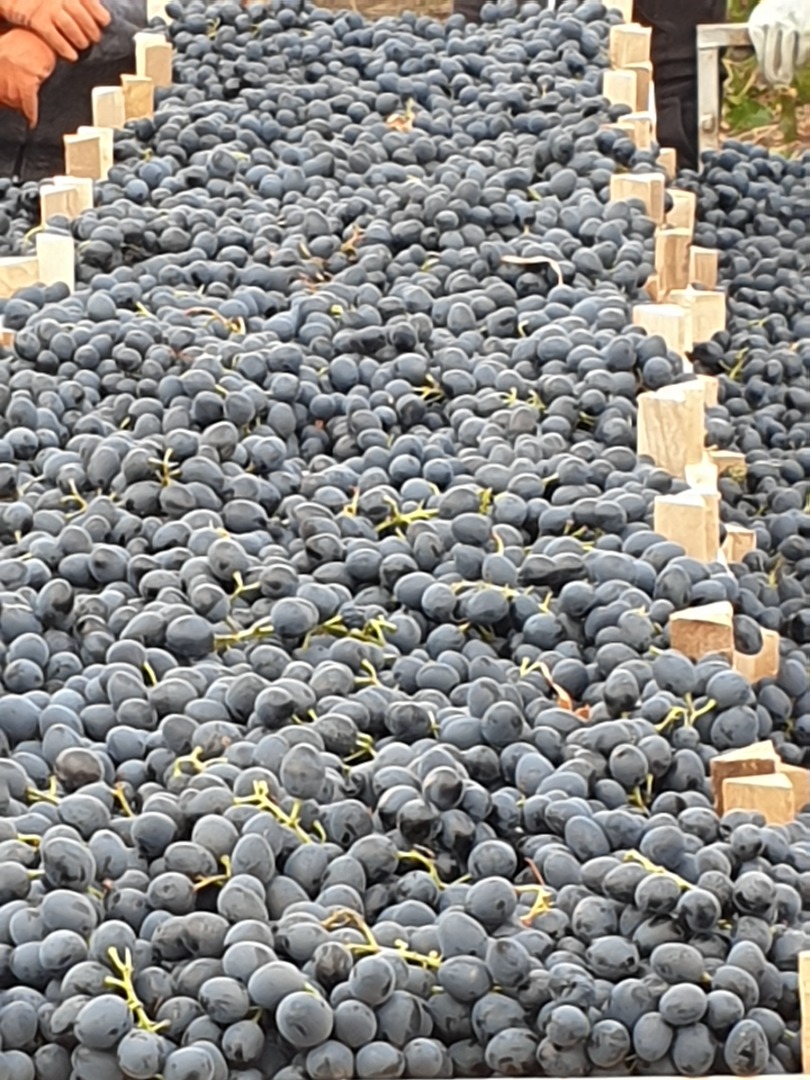 The grapes are kept in the refrigerator, I don't have transport, I only sell them from the warehouse