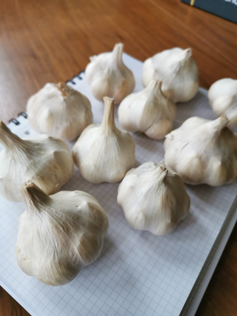 Szanowni Państwo, chciałbym sprzedać około 500 kg polskiego czosnku (odmiana francuska, posadzona z atestowanego materiału)