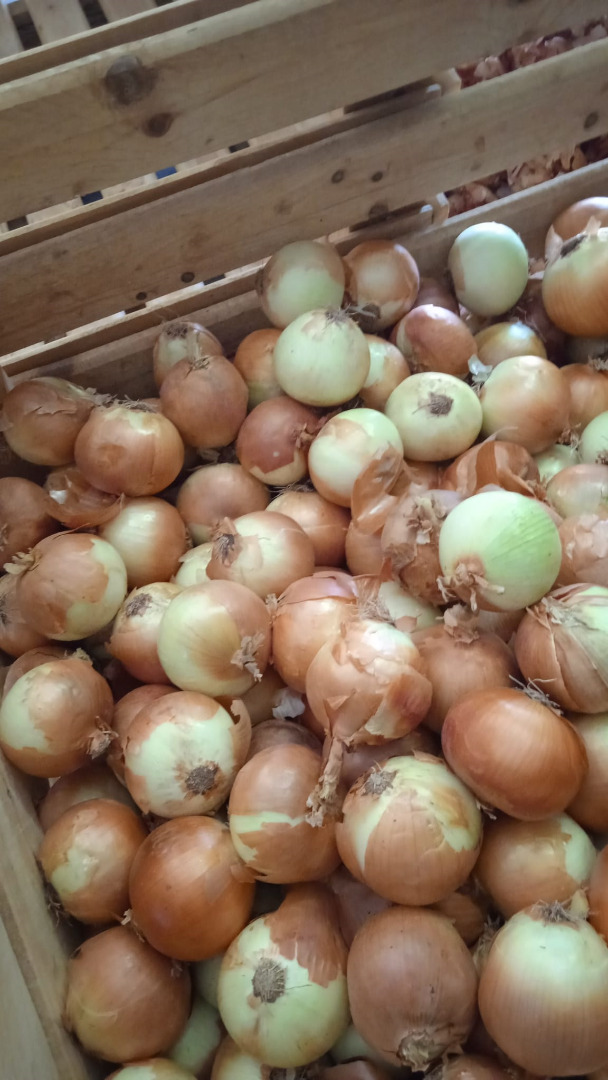 Spanish yellow onions A large Spanish producer group, TJ Agricultura, offers you 90+ yellow onions (for peeling) in a big bag - at a price of 0.10 Euro per kg