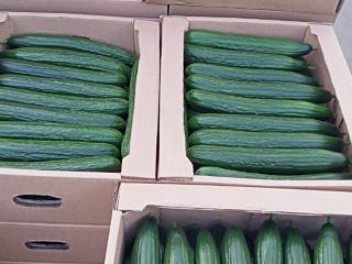 I will sell greenhouse cucumbers from Belarus, smooth, long,