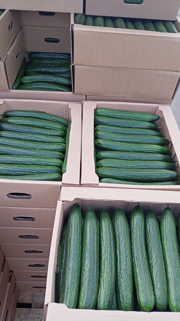 I will sell greenhouse cucumbers from Belarus, smooth, long, weight 380-420 gr