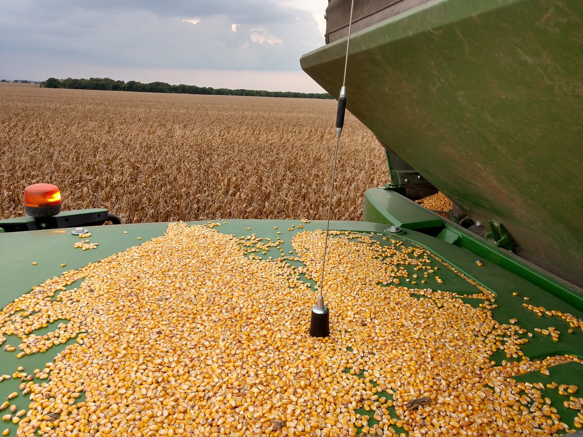 Maize in large quantities Pioneer humidity 18% -19% from the Republic of Moldova with delivery to the destination at least 100 tons