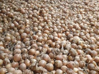 I am selling onions, imported from Germany. The onion