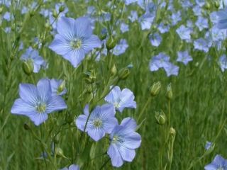 We supply brown oilseed flax, origin Kazakhstan, moisture up