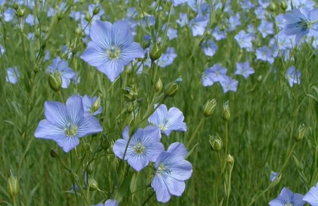 We supply brown oilseed flax, origin Kazakhstan, moisture up to 9%, litter up to 3%