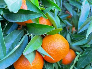 For sale mandarin variety clementino.
