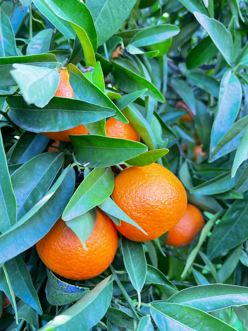 For sale mandarin variety clementino