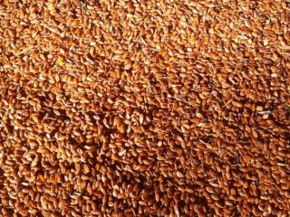 We supply brown flax seeds origin Kazakhstan Parameters: Moisture