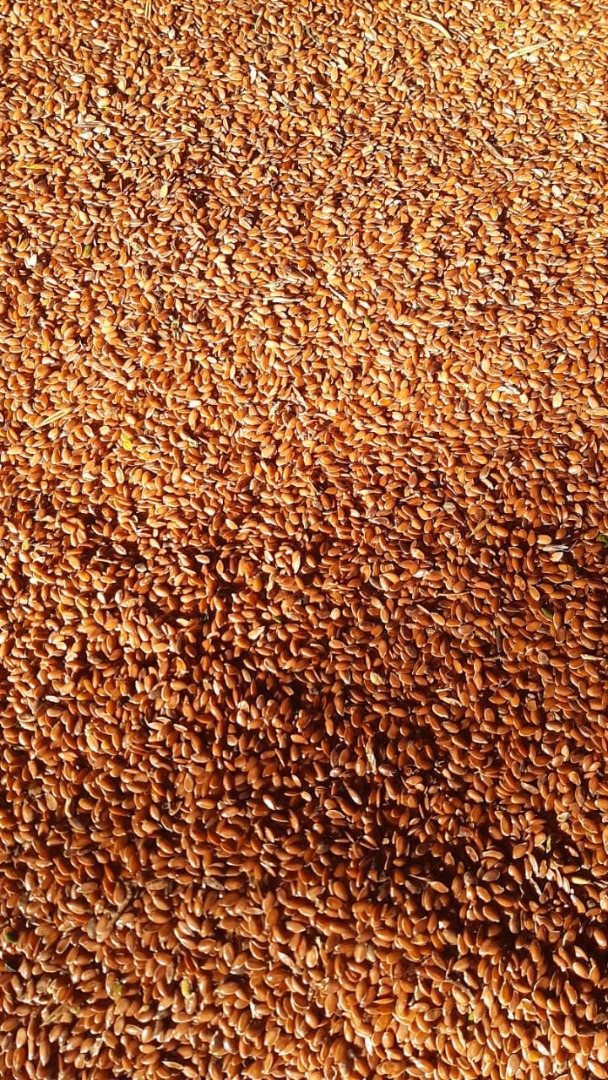 We supply brown flax seeds origin Kazakhstan Parameters: Moisture up to 8-9%, Weed admixture up to 3%, Oil content from 40% Packing in 50kg bags, -1000kg big