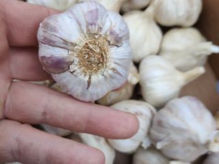 Hello, I have for sale Polish garlic Harnaś. Garlic