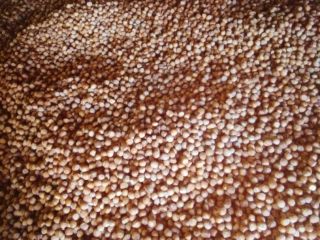 I will sell hazelnuts from my own orchard, about