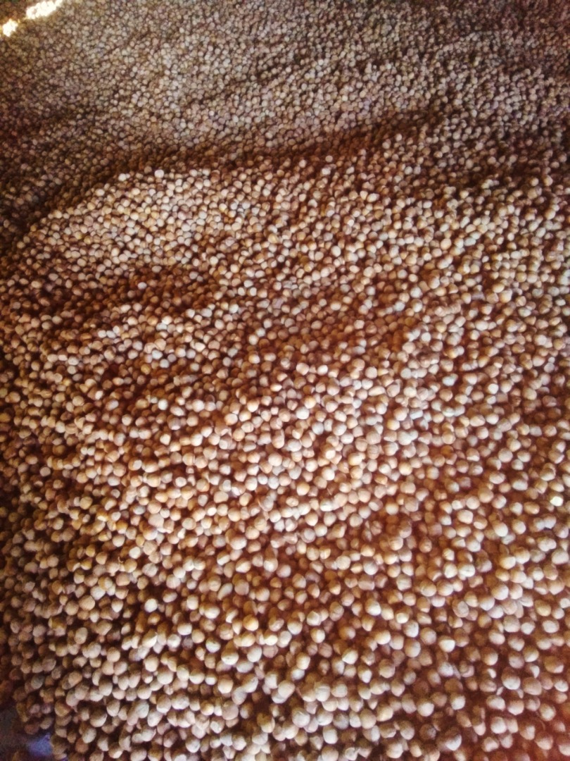 I will sell hazelnuts from my own orchard, about 6 tons disguised