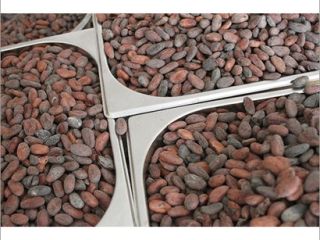 Natural Cocoa Beans We are well poised in business